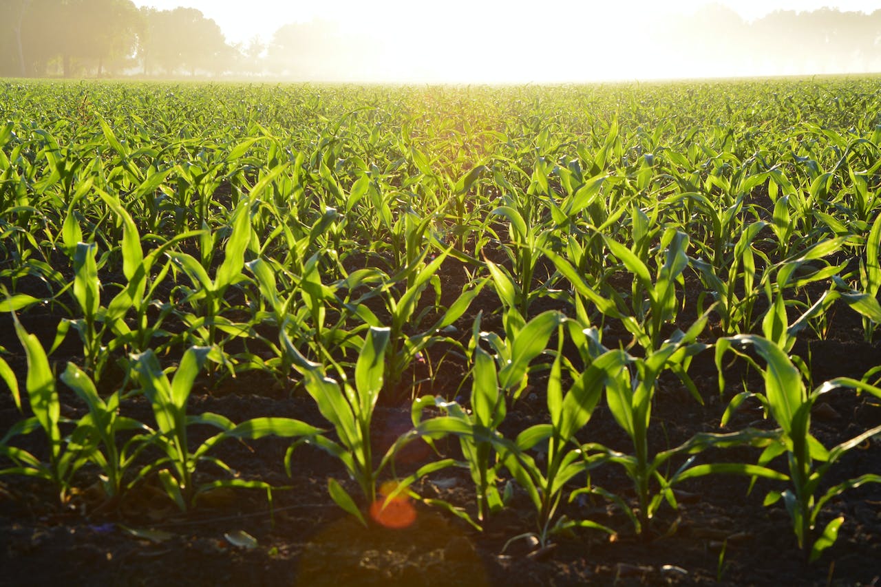What Factors Influence the Cost of Farm and Ranch Insurance?